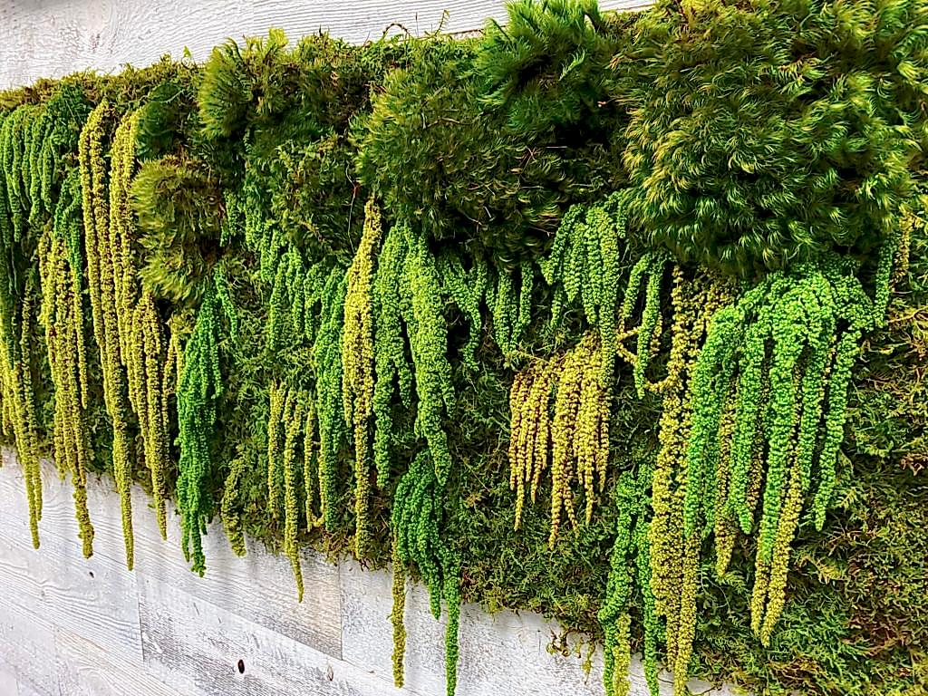 moss wall with preserved shag and green moss