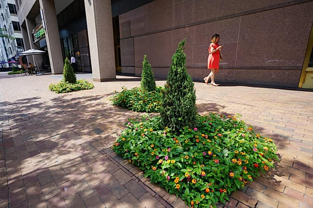 Washington DC sidewalk planter beds with evergreen shrubs and flowering lantana plants