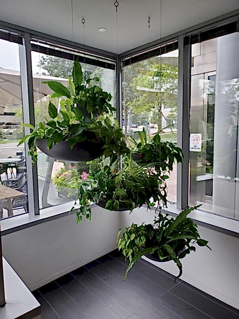 planters hanging from ceiling with ferns pothos indoor plants in breakroom