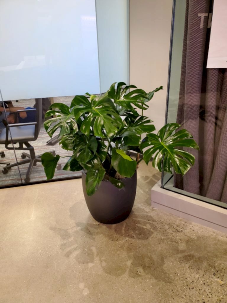 philodendron monstera plant in silver planter swiss cheese plant in office lobby