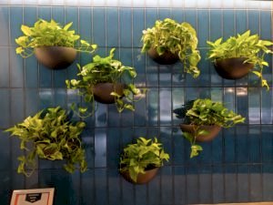 interior plantscaping hanging plants in wall sconces with golden neon pothos