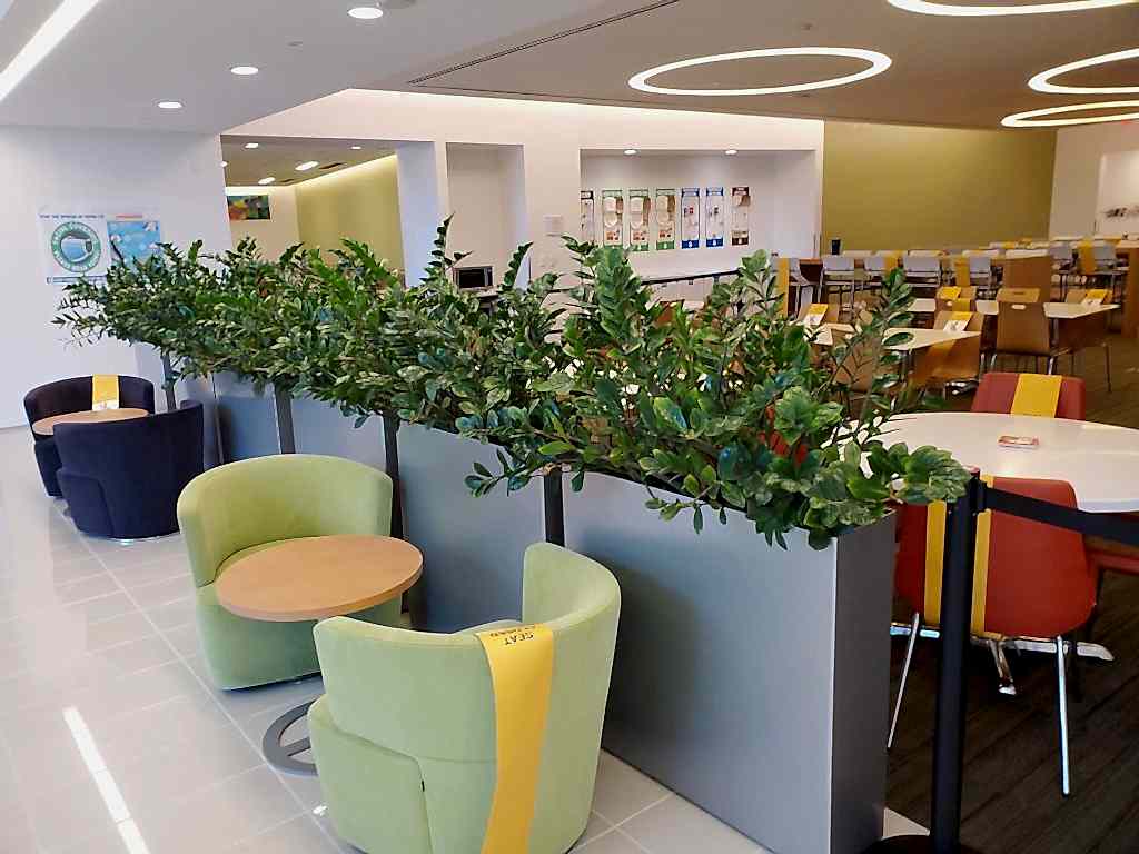 plant divider for breakroom of office with rectangle containers with zizi plants