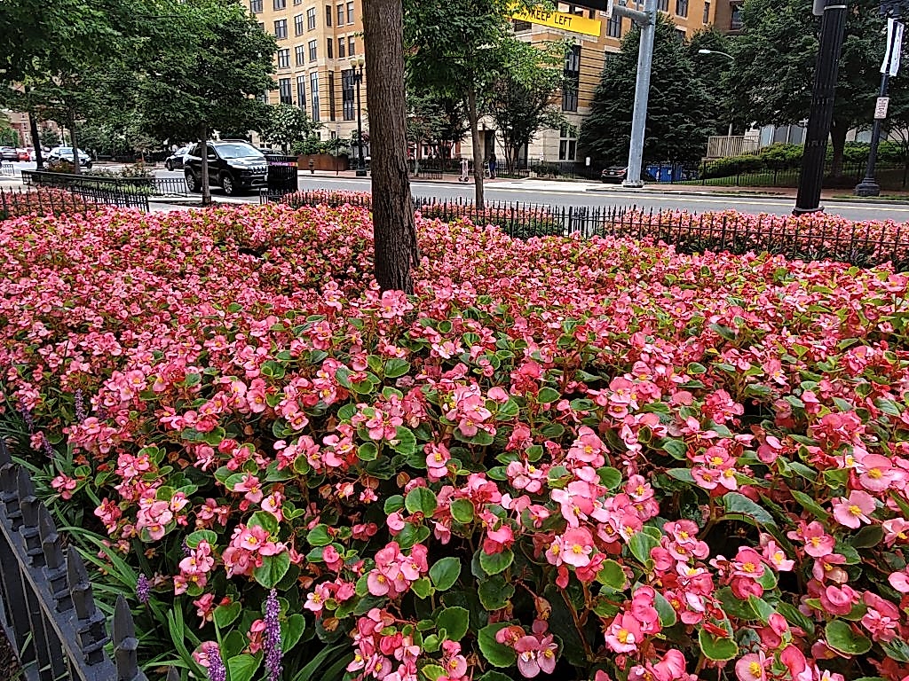 pink begonias in street tree box in washington dc