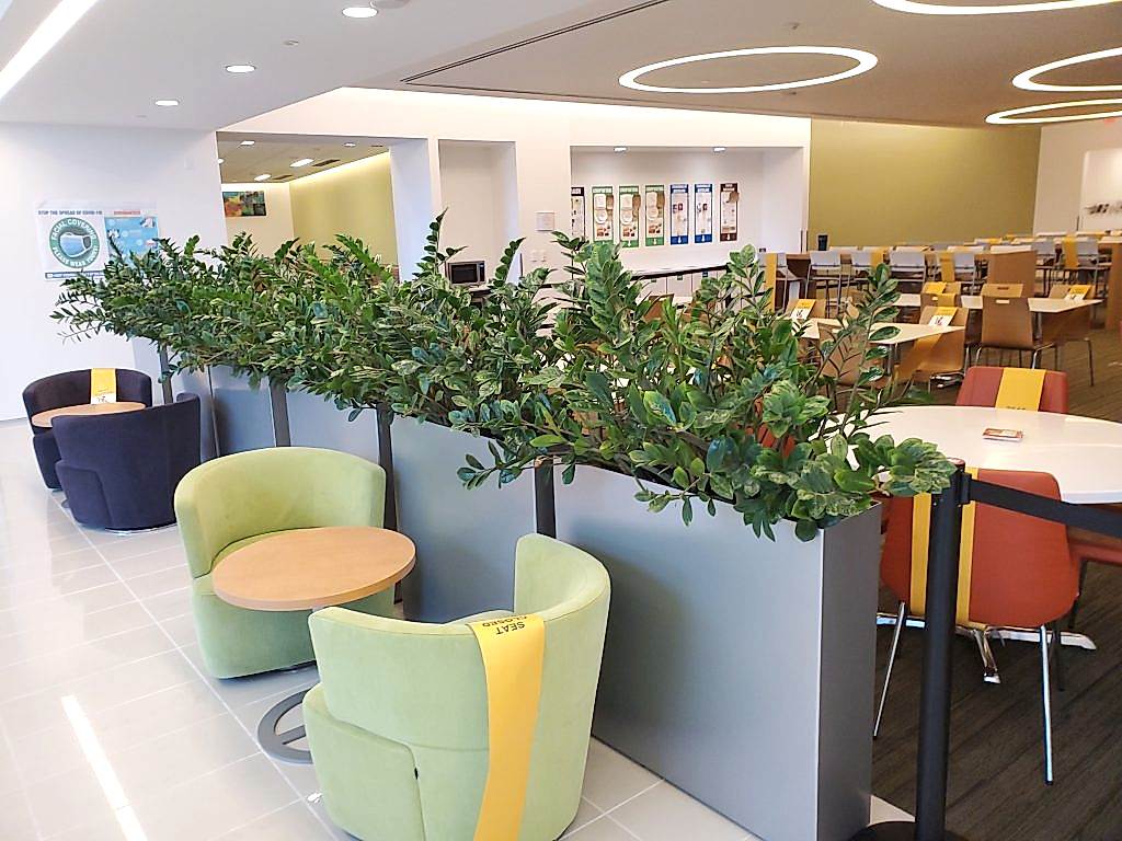 image-of-rental-plants-for-office