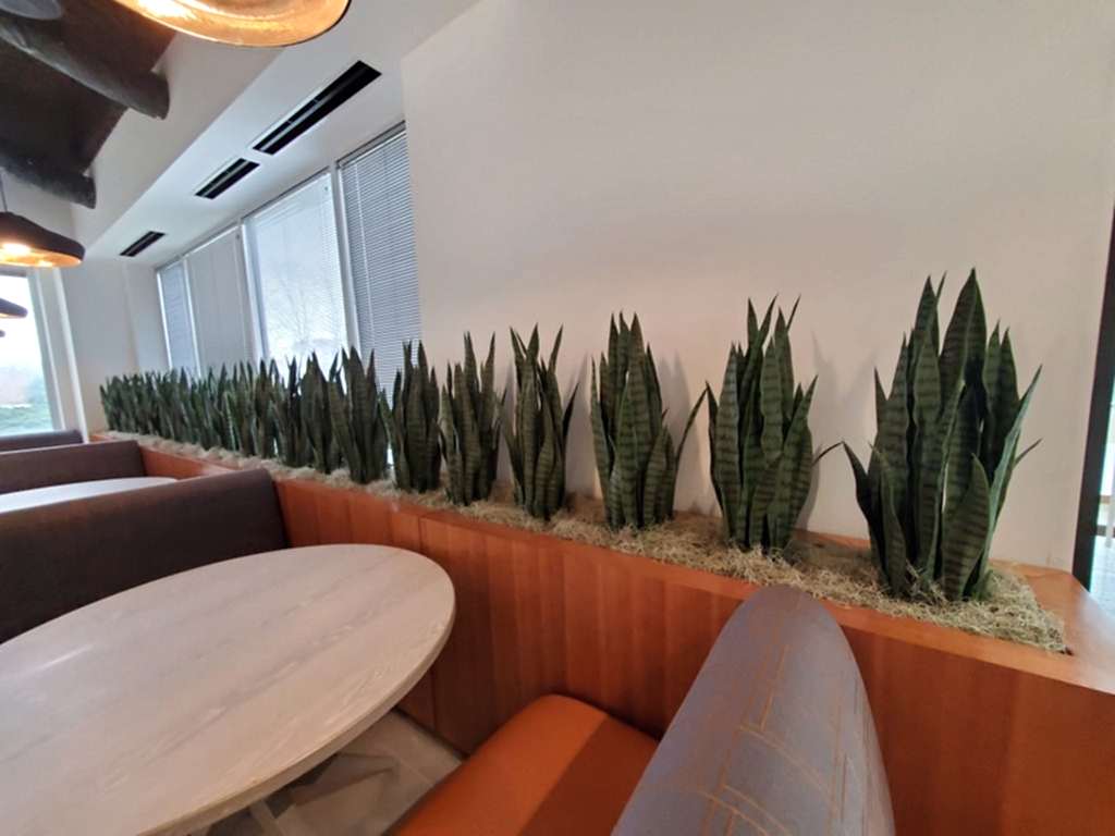 plant leasing services