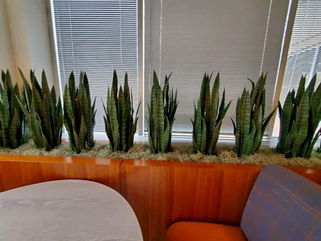 Snake plants in a wood planter beside lounge seating