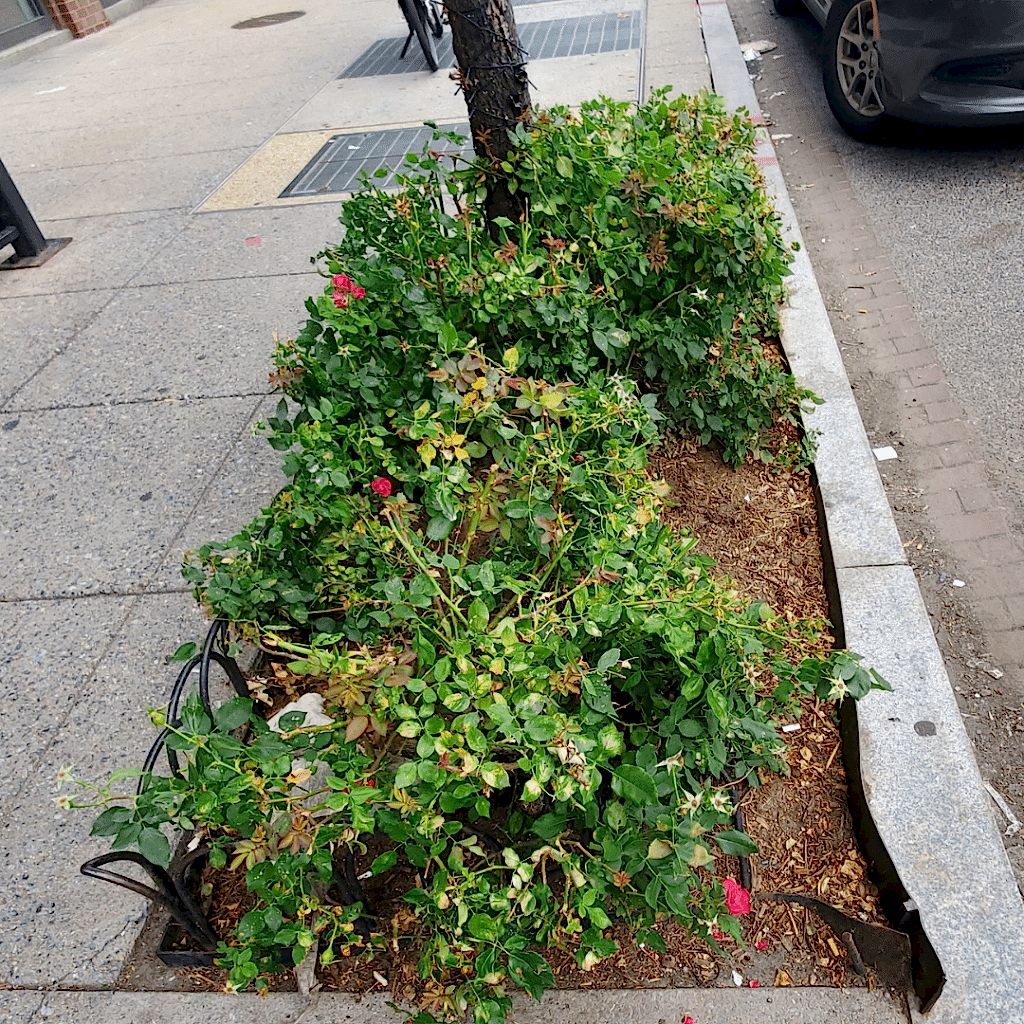 Street bed with mixed flowers and greenery along a sidewalk