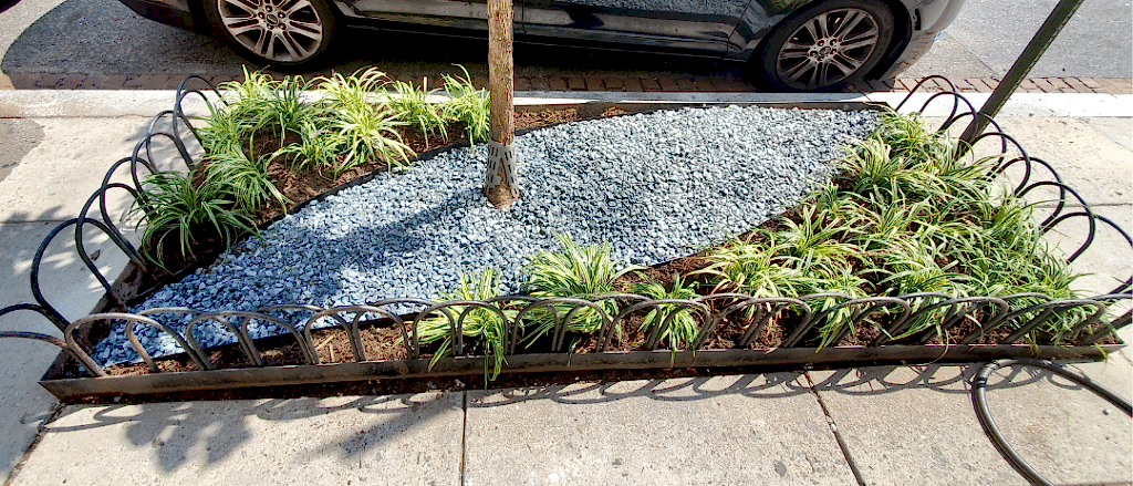 Newly planted grasses in a sidewalk bed