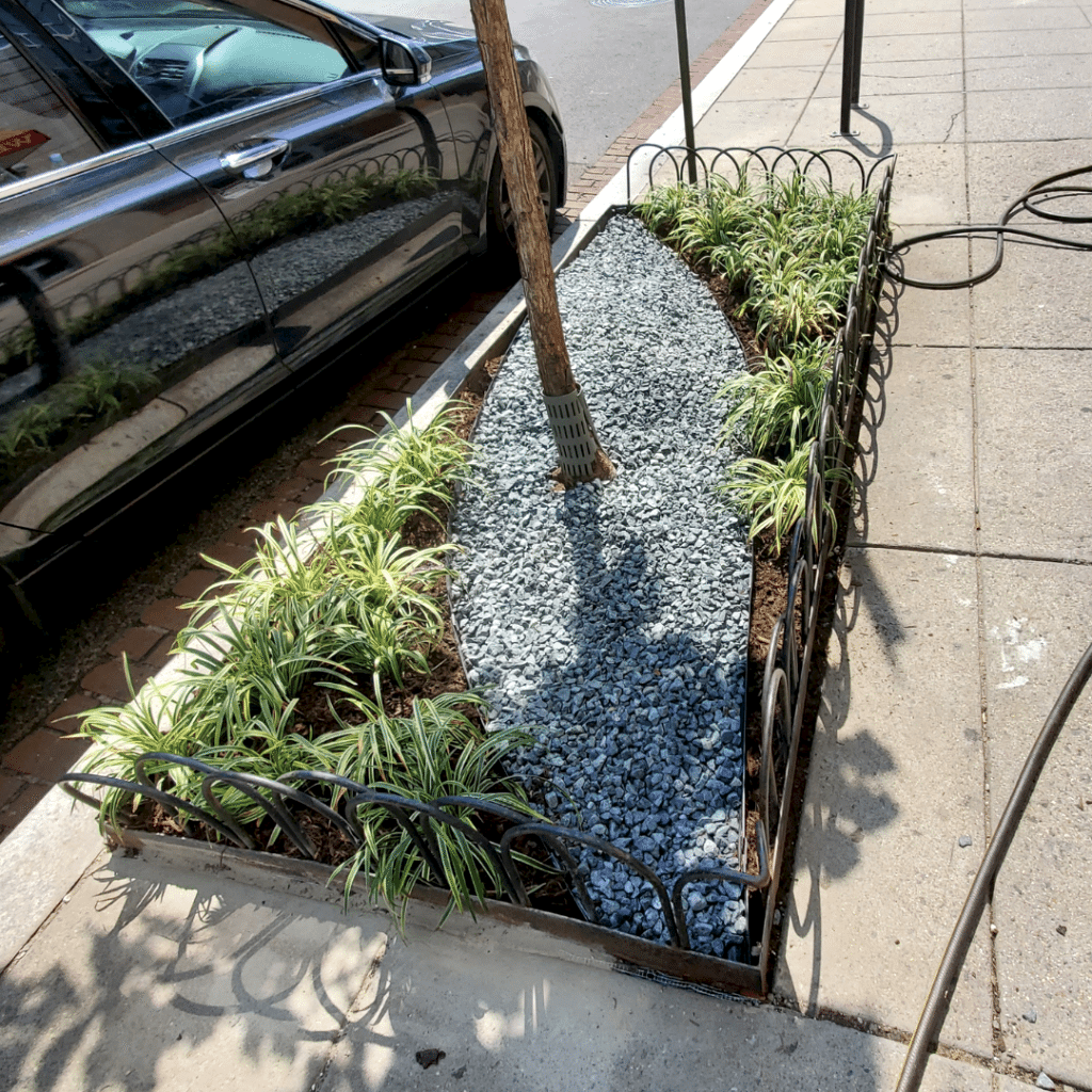 Street tree box with greenery being watered on a sidewalk