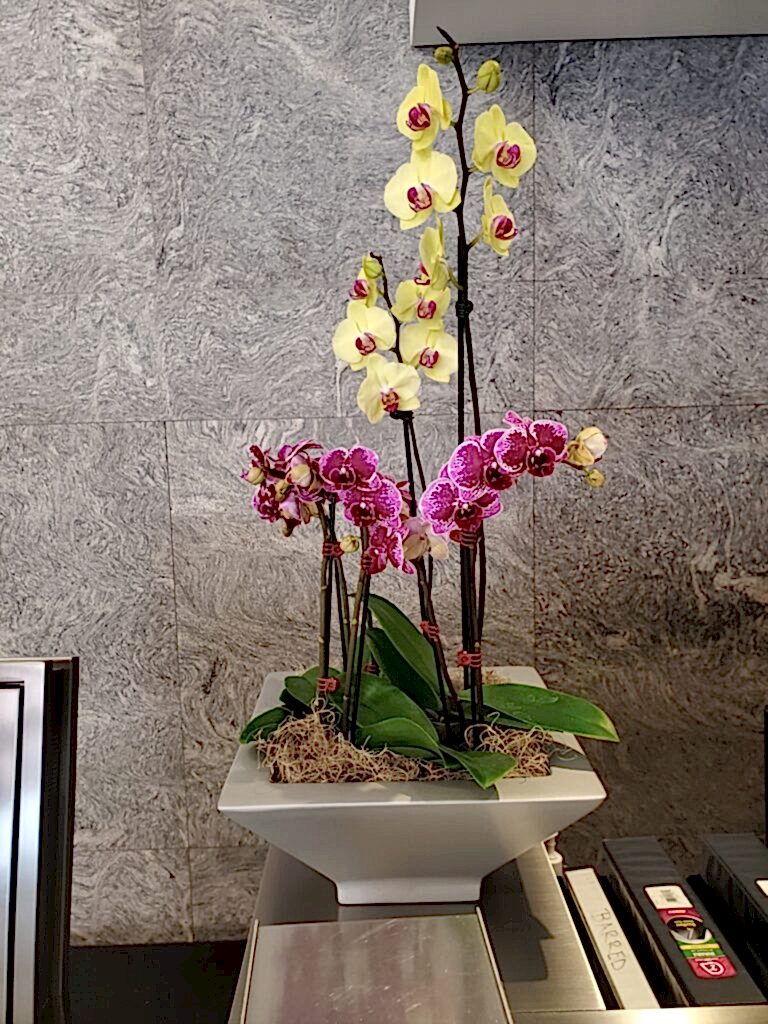 Yellow and pink orchids in a planter arrangement