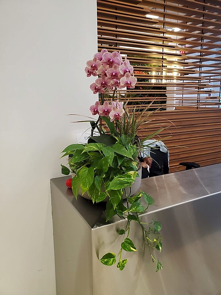 White orchid and greenery in a planter by a window