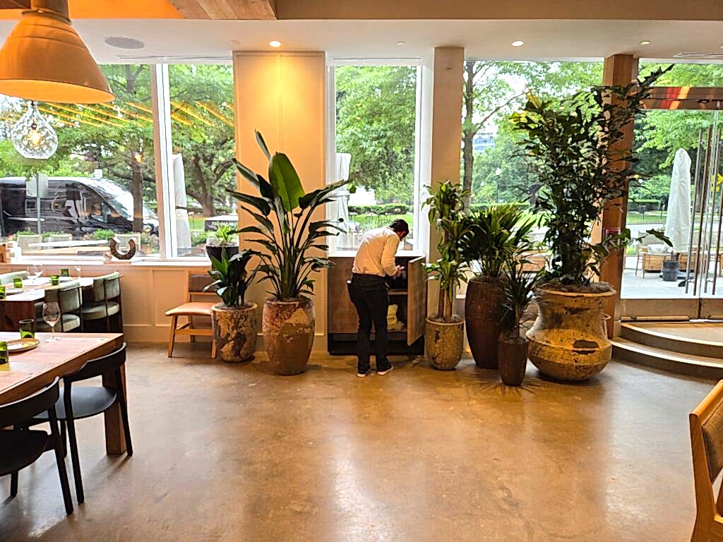 Potted palms and plants by the windows in a restaurant