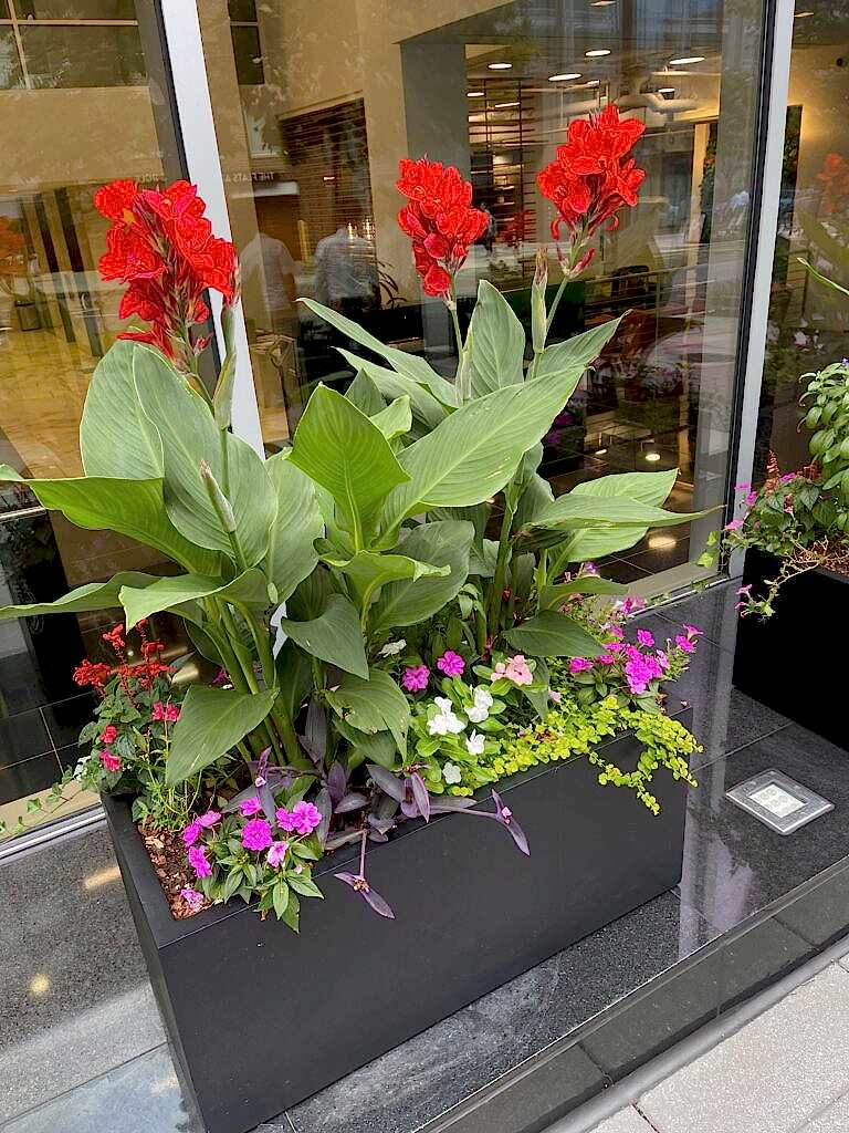 Planter with red cannas and colorful flowers by a glass wall