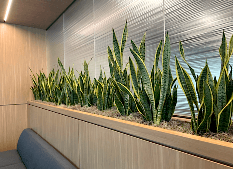 Snake plants in a long interior planter along a frosted-glass office partition