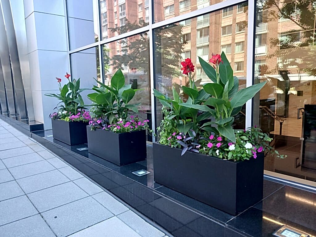 An image of beautifully thriving outdoor planters