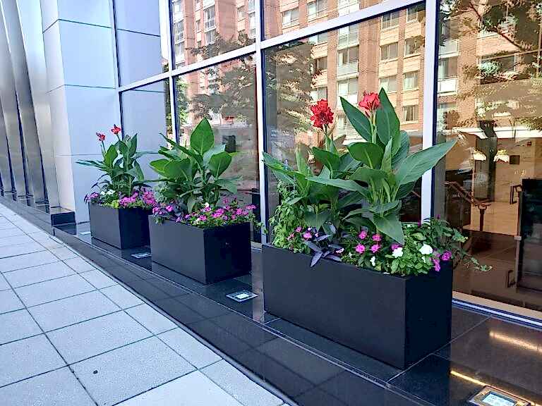 An image of beautifully thriving outdoor planters