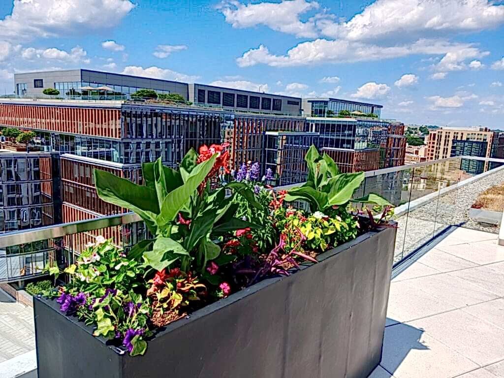 Red canna lilies in tall exterior planters on a Washington, DC commercial terrace