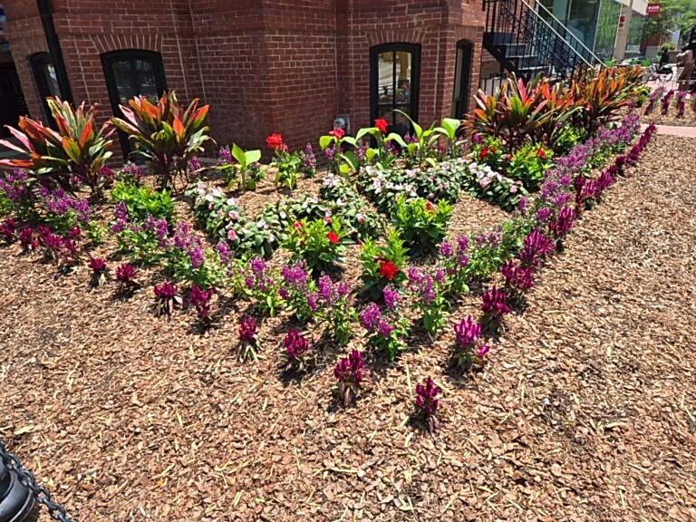Colorful seasonal flower bed with celosia and mixed annuals outside a brick commercial building