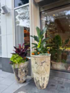 Boxwood shrubs and seasonal color in a commercial exterior planting bed in Washington, DC