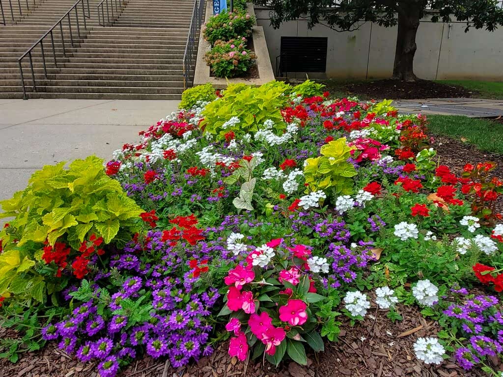 Native, pollinator-friendly sustainable plantings at a Washington, DC commercial property