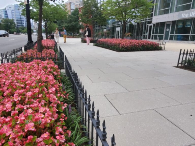 Pink begonias in a Washington, DC street tree box, commercial exterior plantscaping